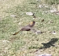 Turdus simensis