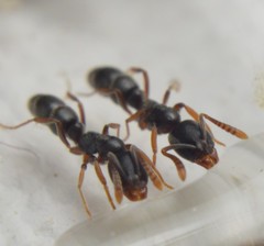 Hypoponera opaciceps