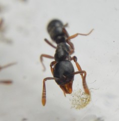 Hypoponera opaciceps