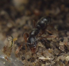 Hypoponera opaciceps