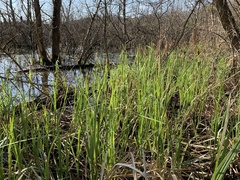 Carex hyalinolepis