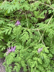 Corydalis scouleri