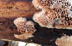 Phlebia nothofagi