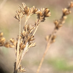 Juncus greenei