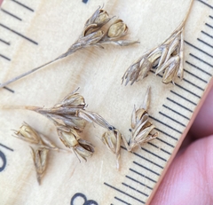 Juncus greenei