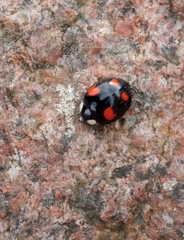 Harmonia axyridis