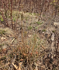 Juncus greenei