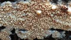 Phlebia nothofagi