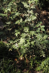 Melianthus