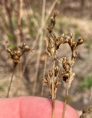 Juncus greenei