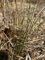 Juncus greenei