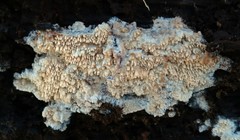 Phlebia nothofagi