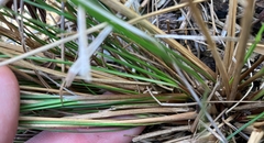 Juncus greenei