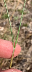Juncus greenei