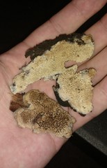 Phlebia nothofagi