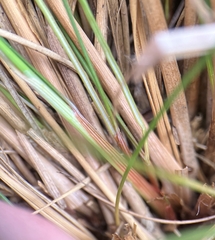 Juncus greenei
