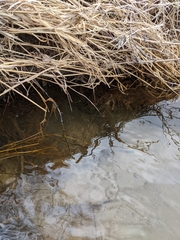 Emydoidea blandingii