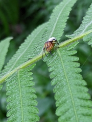 Bijoaraneus