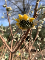 Edgeworthia