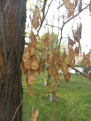 Robinia pseudoacacia