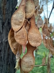 Robinia pseudoacacia