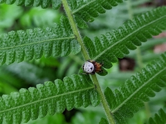 Bijoaraneus