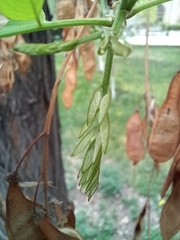 Robinia pseudoacacia