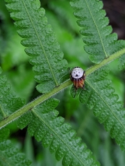 Bijoaraneus