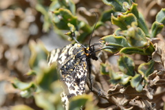 Eurranthis plummistaria