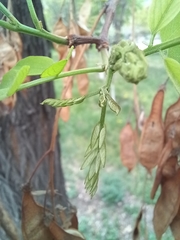 Robinia pseudoacacia