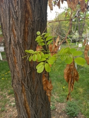 Robinia pseudoacacia