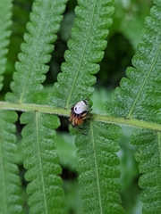 Bijoaraneus