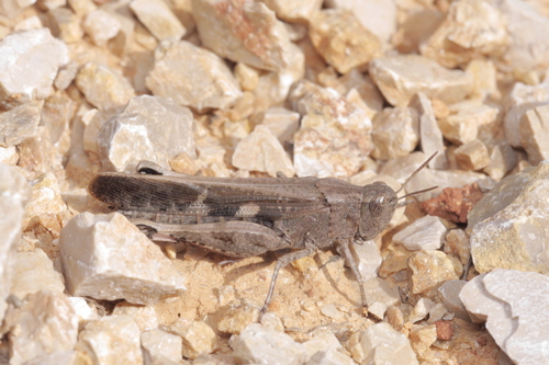 koník južný (Aiolopus strepens)