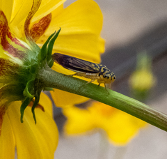 Dilobopterus costalimai