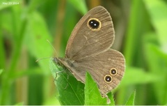 Ypthima argus