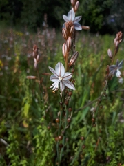 Asphodelus fistulosus