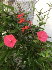 Ipomoea microdactyla
