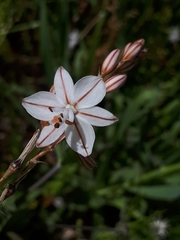 Asphodelus fistulosus