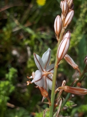 Asphodelus fistulosus