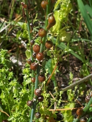 Asphodelus fistulosus