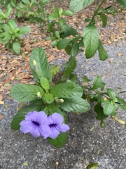 Ruellia tuberosa