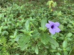 Ruellia tuberosa