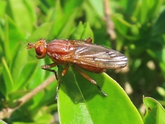 Tetanocera arrogans