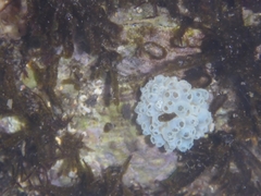 Polycitor proliferus