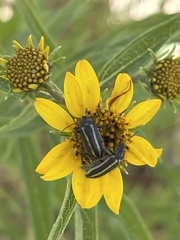 Astylus vittaticollis