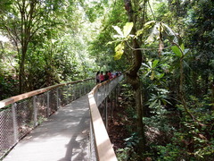 Campnosperma auriculatum