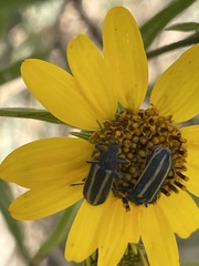 Astylus vittaticollis