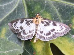 Anania hortulata