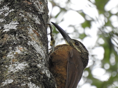 Xiphocolaptes albicollis