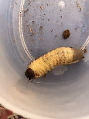 Oryctes nasicornis grypus